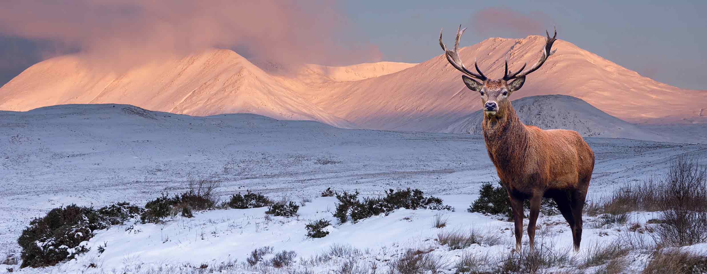 Final-Image A panoramic view of a majestic red deer stag standing in a snow-covered landscape with pink-lit mountains in the background.